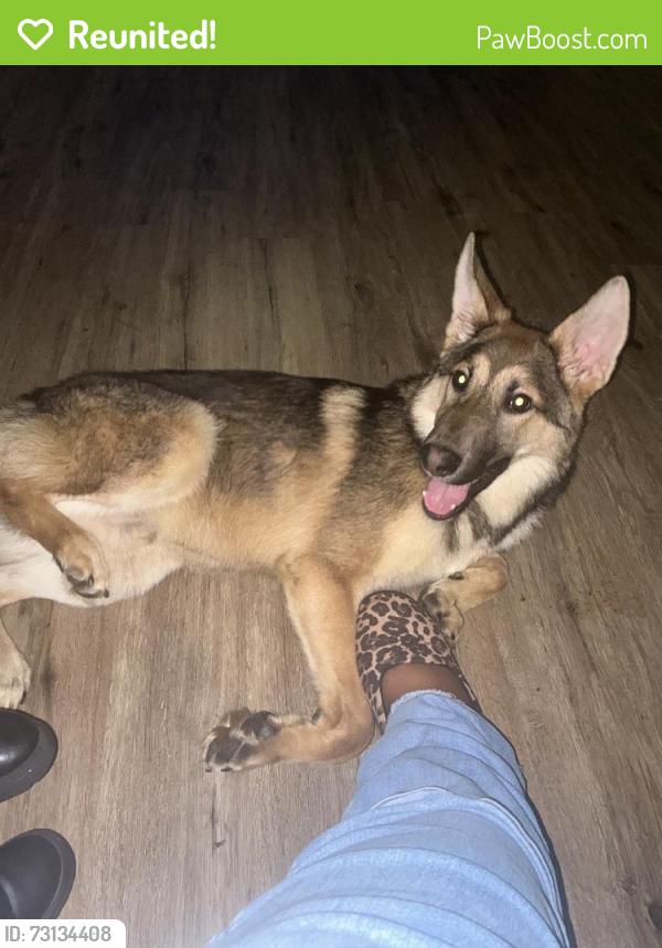 Reunited Male Dog last seen Cincinnati, OH, USA, Cincinnati, OH 45202