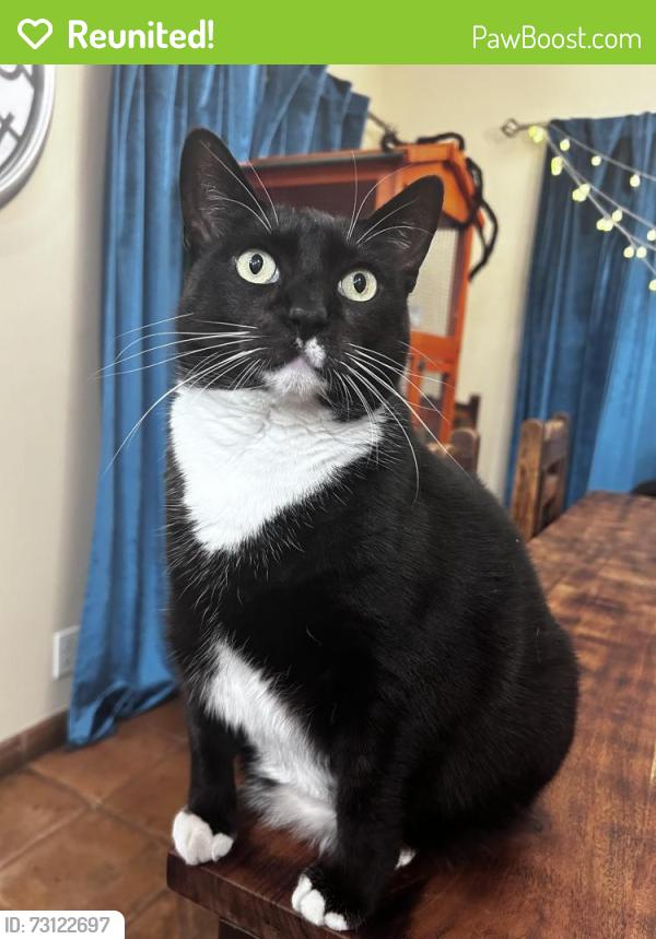 Reunited Female Cat last seen Olive street, Burbank, CA 91506