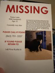 Lost Male Cat last seen Near Pine Rustle Lane, Auburndale, FL 33823