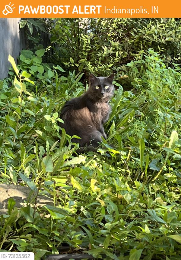 Found/Stray Unknown Cat last seen Wanamaker Dr & S Eaton Ave, off of S Franklin Rd in Indianapolis, IN 46239, Indianapolis, IN 46239