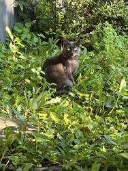 Found/Stray Unknown Cat last seen Wanamaker Dr & S Eaton Ave, off of S Franklin Rd in Indianapolis, IN 46239, Indianapolis, IN 46239