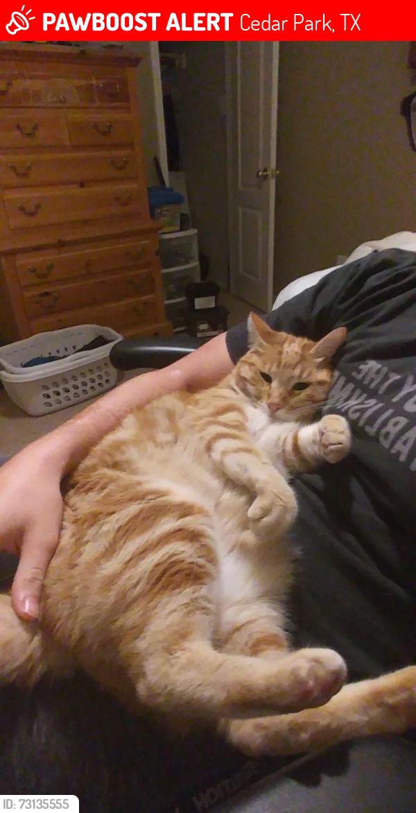 Lost Male Cat last seen Silver oak, Cedar Park, TX 78613
