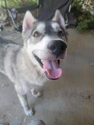 Reunited Female Dog last seen Wildwood Park, 31st and Meridian, Wichita, KS 67217