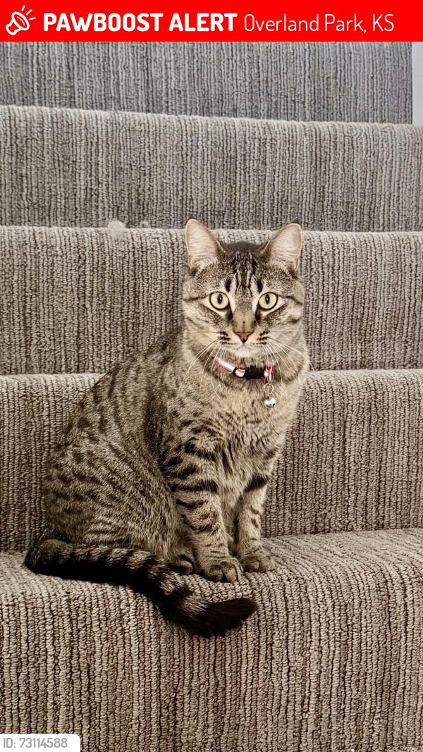 Lost Female Cat last seen The Lakes At LionsGate, Overland Park, KS 66223