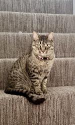 Lost Female Cat last seen The Lakes At LionsGate, Overland Park, KS 66223