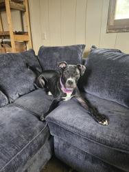 Found/Stray Male Dog last seen Jack white drive, kingsport, Kingsport, TN 37664