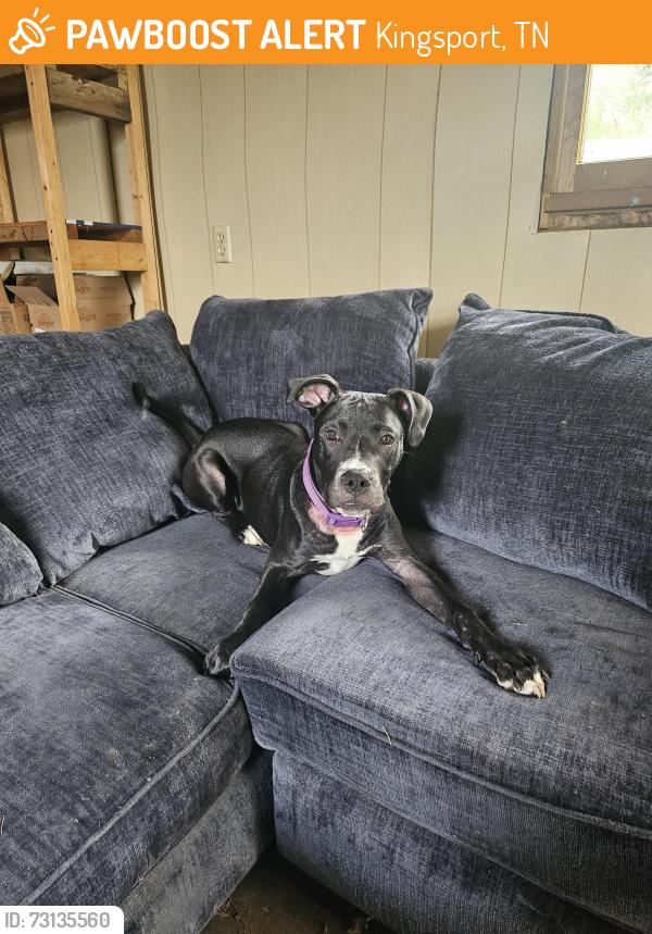 Found/Stray Male Dog last seen Jack white drive, kingsport, Kingsport, TN 37664