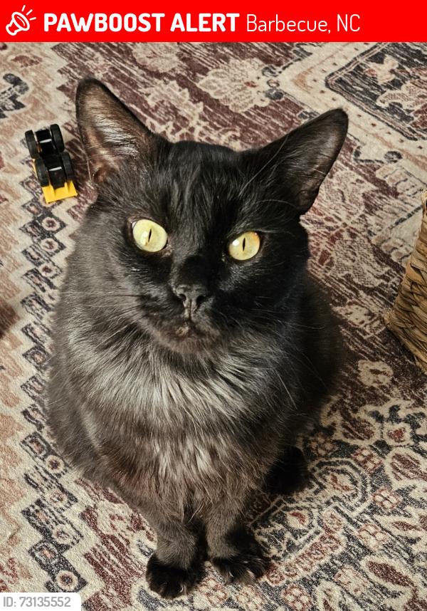 Lost Male Cat last seen Near ponds drive or farmhouse ct, Barbecue, NC 27332