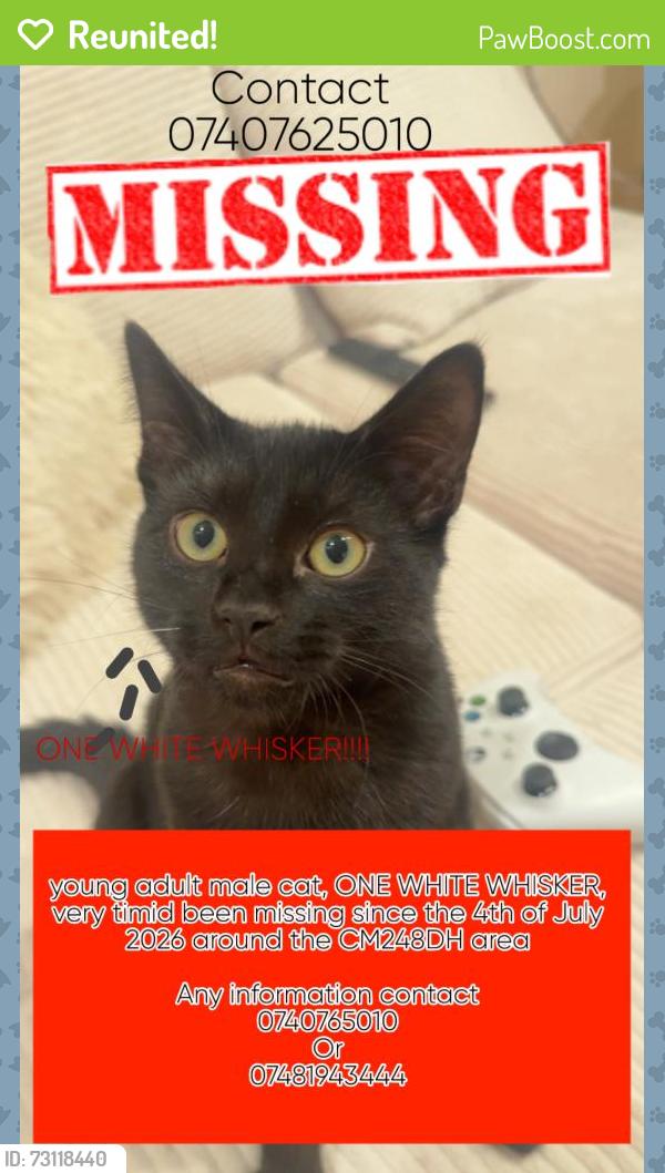 Reunited Male Cat last seen Northfields, Stansted Mountfitchet, England CM24 8DH