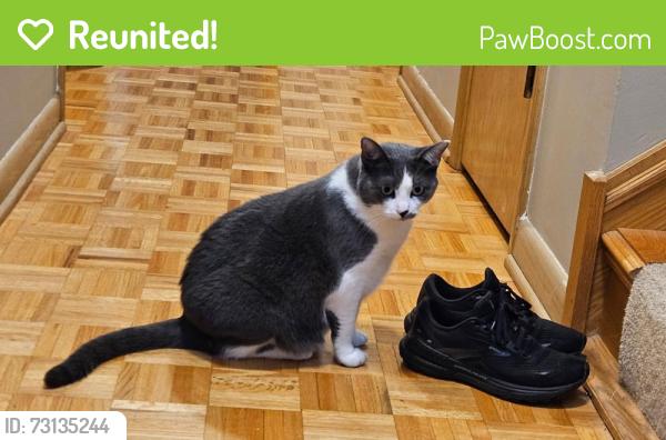 Reunited Female Cat last seen Near Sullivan Park, Oak Lawn, IL 60453