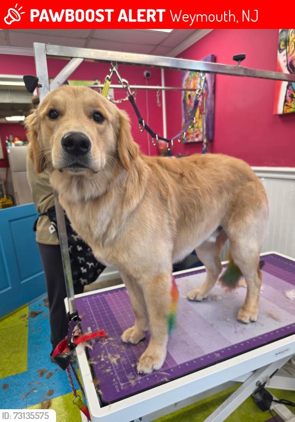 Lost Male Dog last seen Tuckahoe road, Weymouth, NJ 08317