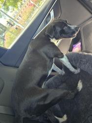 Found/Stray Female Dog last seen Near N Center St, Stockton, CA 95202, Stockton, CA 95202