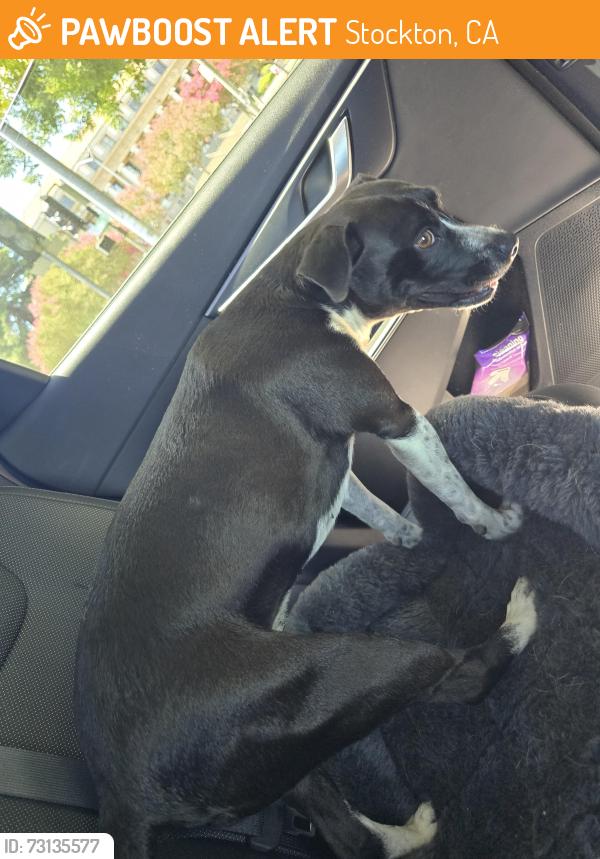 Found/Stray Female Dog last seen Near N Center St, Stockton, CA 95202, Stockton, CA 95202