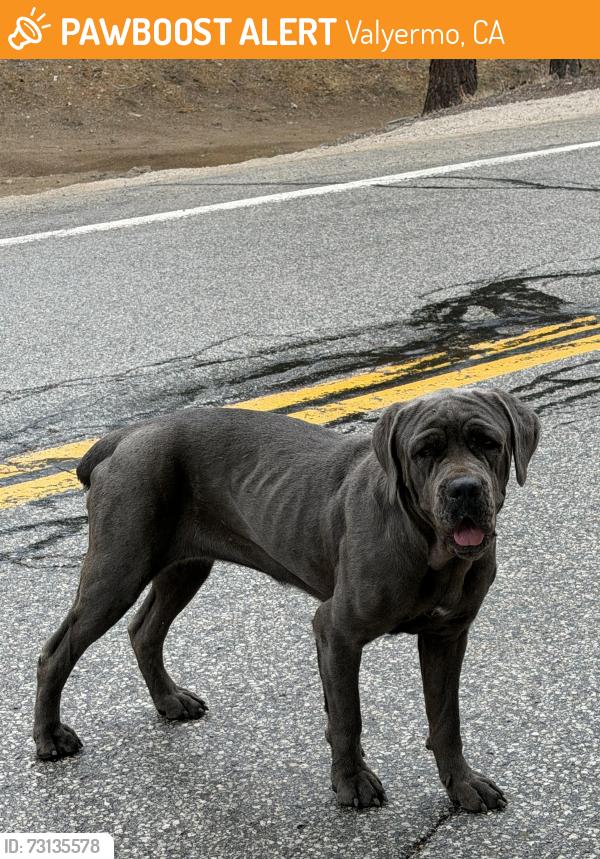 Found/Stray Female Dog last seen Ball flt Rd, Valyermo, CA 93563