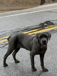 Found/Stray Female Dog last seen Ball flt Rd, Valyermo, CA 93563