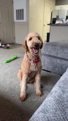 Reunited Female Dog last seen Hefner , western, Oklahoma City, OK 73114