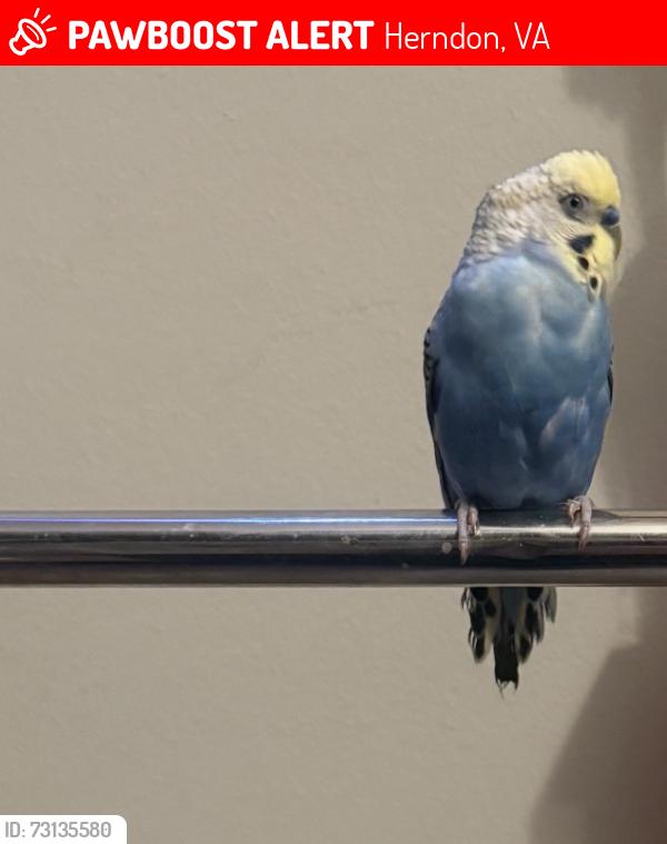 Lost Male Bird last seen Worldgate drive, Herndon, VA 20170