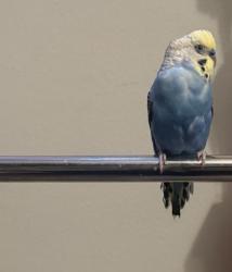 Lost Male Bird last seen Worldgate drive, Herndon, VA 20170