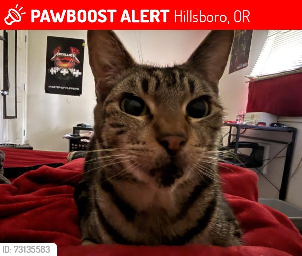 Lost Female Cat last seen Cornell square, Hillsboro, OR 97124