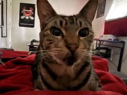 Lost Female Cat last seen Cornell square, Hillsboro, OR 97124