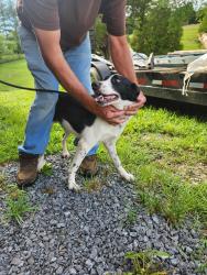 Found/Stray Male Dog last seen Berry road and Barnett hollow, Bulls Gap, TN 37711