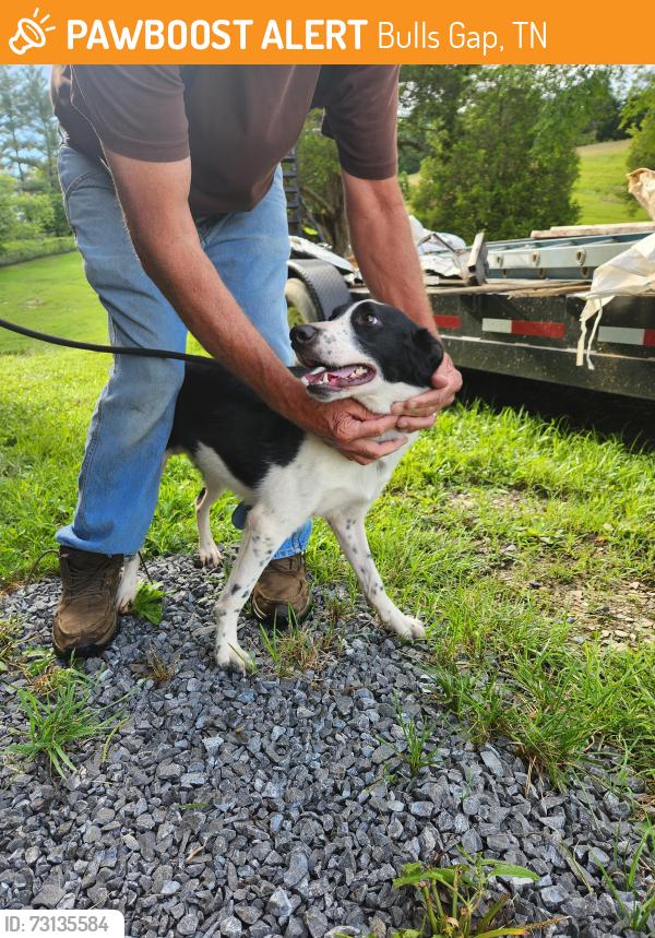 Found/Stray Male Dog last seen Berry road and Barnett hollow, Bulls Gap, TN 37711
