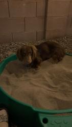 Lost Male Dog last seen Colossal Cave and Trotter Sisters, Vail, AZ 85641