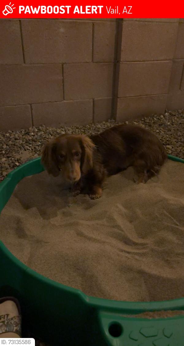 Lost Male Dog last seen Colossal Cave and Trotter Sisters, Vail, AZ 85641