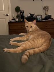 Reunited Male Cat last seen Orion Pointe, North Las Vegas, NV 89084
