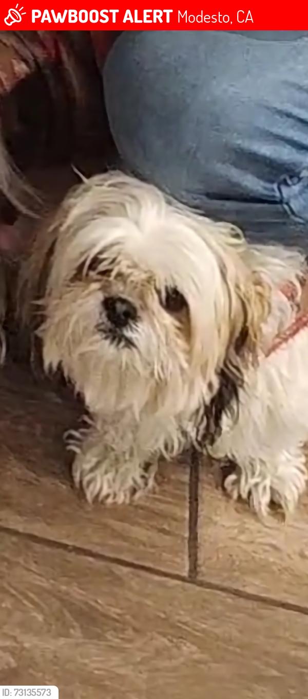 Lost Female Dog last seen Near Ustach Park, Modesto, CA 95355