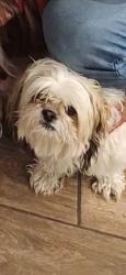 Lost Female Dog last seen Near Ustach Park, Modesto, CA 95355