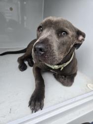 Shelter Stray Female Dog last seen Near belgarde pl, Atlanta, GA, 1251 Fulton Industrial Blvd NW, Atlanta, GA 30336, USA