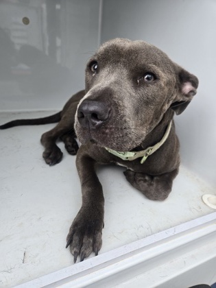 Shelter Stray Female Dog last seen Near belgarde pl, Atlanta, GA, 1251 Fulton Industrial Blvd NW, Atlanta, GA 30336, USA