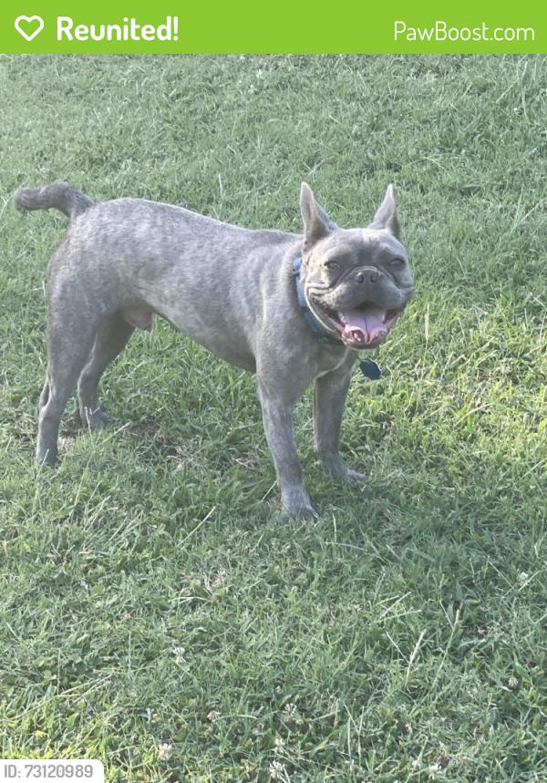 Reunited Male Dog last seen Rex Cruse, Sherman, TX 75092