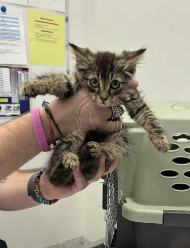 Shelter Stray Male Cat last seen Near Glenridge Dr, Atlanta, GA, 1251 Fulton Industrial Blvd NW, Atlanta, GA 30336, USA