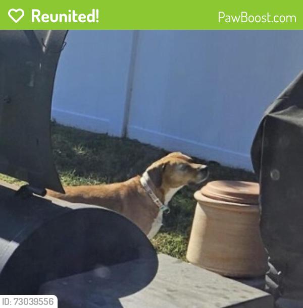 Reunited Male Dog last seen Near Blue Alice spring ct, Ruskin, FL 33570