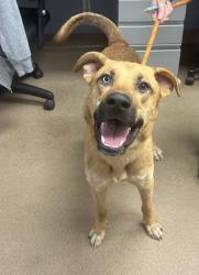 Shelter Stray Male Dog last seen Near Stonegate Point, 30038, GA, 3280 Chamblee Dunwoody Rd, Chamblee, GA 30341, USA