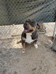 Found/Stray Male Dog last seen Ellis Ave & Menifee Rd, Romoland, CA 92585