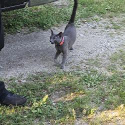 Found/Stray Female Cat last seen Cooper Rd and 60th Street, Indianapolis, IN 46228