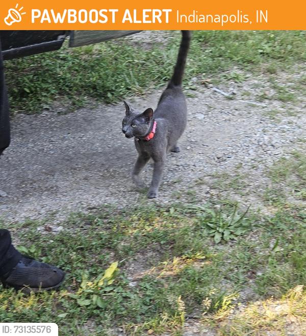 Found/Stray Female Cat last seen Cooper Rd and 60th Street, Indianapolis, IN 46228