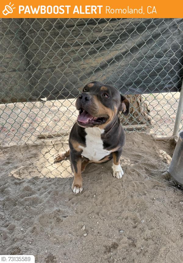 Found/Stray Male Dog last seen Ellis Ave & Menifee Rd, Romoland, CA 92585
