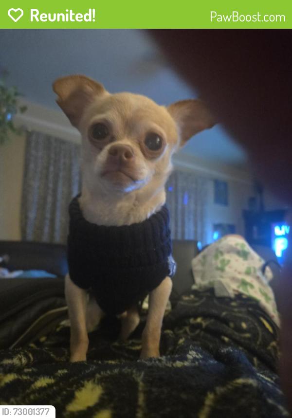Reunited Male Dog last seen De Cordova bend park, Hood County, TX 76049
