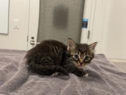 Shelter Stray Male Cat last seen Near Block of, 64152, MO, 7077 Elmwood Ave, Kansas City, MO 64132, USA