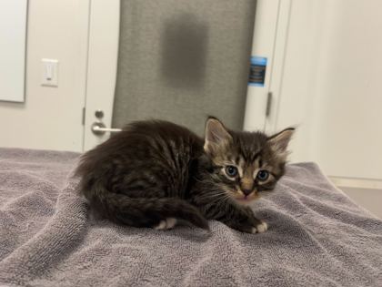 Shelter Stray Male Cat last seen Near Block of, 64152, MO, 7077 Elmwood Ave, Kansas City, MO 64132, USA