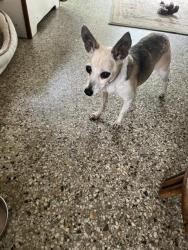 Found/Stray Female Dog last seen Riviera Beach Marina, on the dock, Riviera Beach, FL 33404