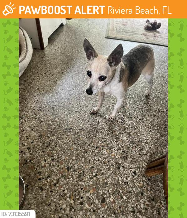 Found/Stray Female Dog last seen Riviera Beach Marina, on the dock, Riviera Beach, FL 33404