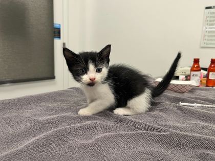 Shelter Stray Male Cat last seen Near Block of, 64152, MO, 7077 Elmwood Ave, Kansas City, MO 64132, USA