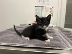 Shelter Stray Male Cat last seen Near Block of, 64152, MO, 7077 Elmwood Ave, Kansas City, MO 64132, USA