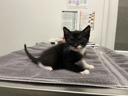 Shelter Stray Male Cat last seen Near Block of, 64152, MO, 7077 Elmwood Ave, Kansas City, MO 64132, USA
