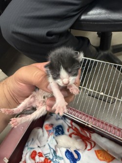 Shelter Stray Female Cat last seen N Town East Blvd., 75150, TX, 1650 Gross Rd, Mesquite, TX 75149, USA